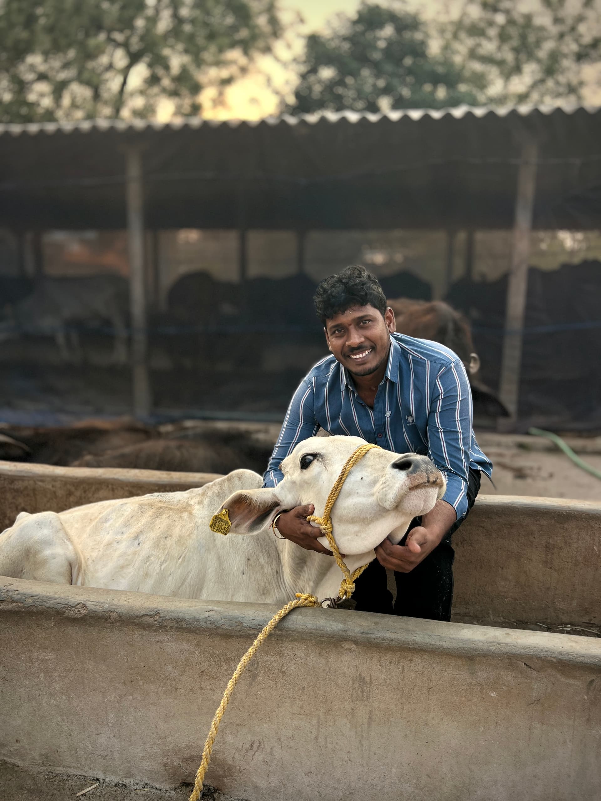 Marla Josuraju with a cow on a dairy farm